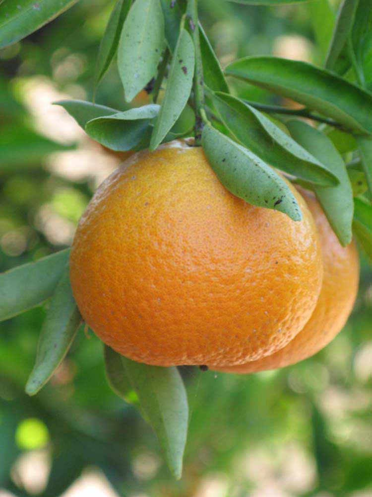            Fruit (Riverside, CA)   